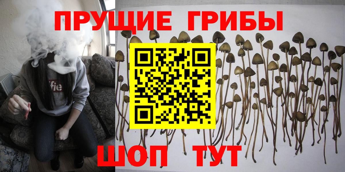 Псилоцибиновые грибы Psilocybine cubensis Минеральные Воды